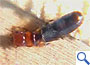 アメリカカンザイシロアリの落翅虫