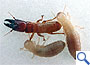 アメリカカンザイシロアリの兵儀・職蟻
