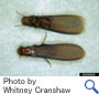 アメリカカンザイシロアリの羽アリ