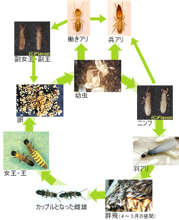 ヤマトシロアリのサイクル図